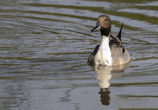 CODONE; Pintail; Canard pilet; Anas acuta 