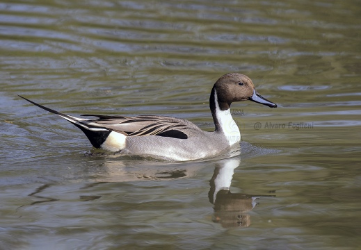 CODONE; Pintail; Canard pilet; Anas acuta 