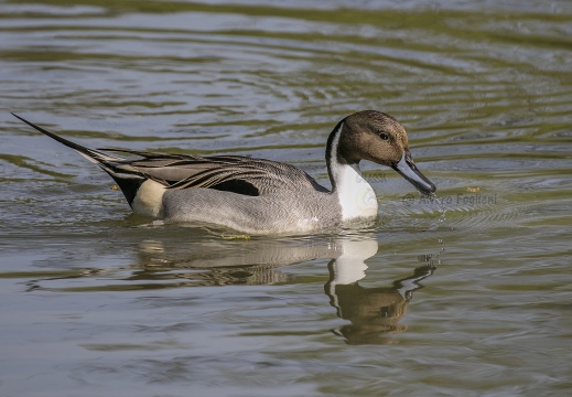 CODONE; Pintail; Canard pilet; Anas acuta 