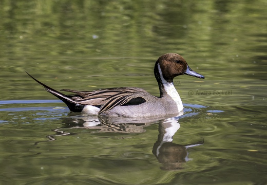 CODONE; Pintail; Canard pilet; Anas acuta 