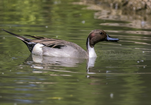 CODONE; Pintail; Canard pilet; Anas acuta 