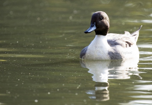 CODONE; Pintail; Canard pilet; Anas acuta 