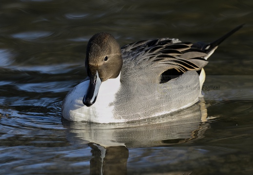 CODONE; Pintail; Canard pilet; Anas acuta 