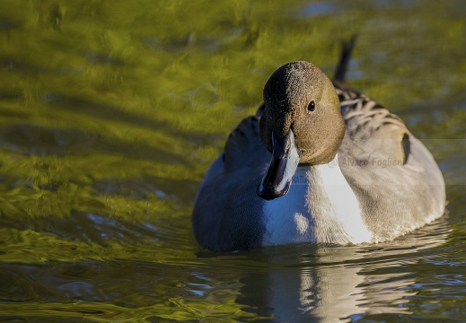 CODONE; Pintail; Canard pilet; Anas acuta 