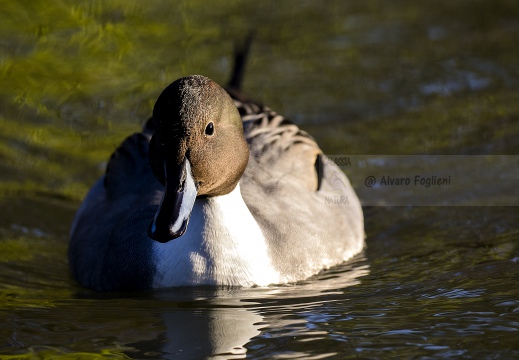 CODONE; Pintail; Canard pilet; Anas acuta 