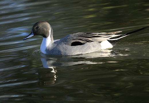 CODONE; Pintail; Canard pilet; Anas acuta 