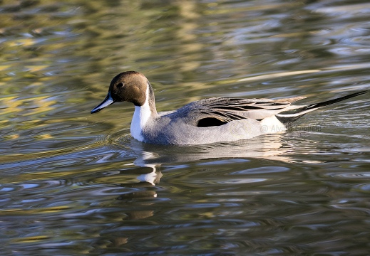 CODONE; Pintail; Canard pilet; Anas acuta 