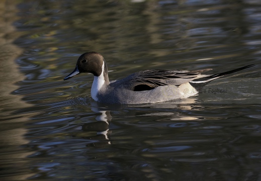 CODONE; Pintail; Canard pilet; Anas acuta 