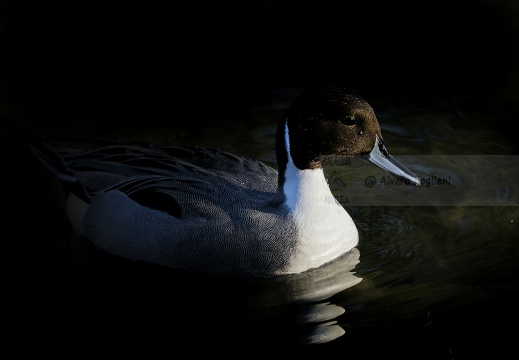 CODONE; Pintail; Canard pilet; Anas acuta 