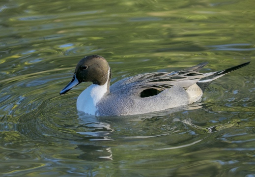 CODONE; Pintail; Canard pilet; Anas acuta 