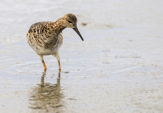 COMBATTENTE; Ruff; Philomachus pugnax