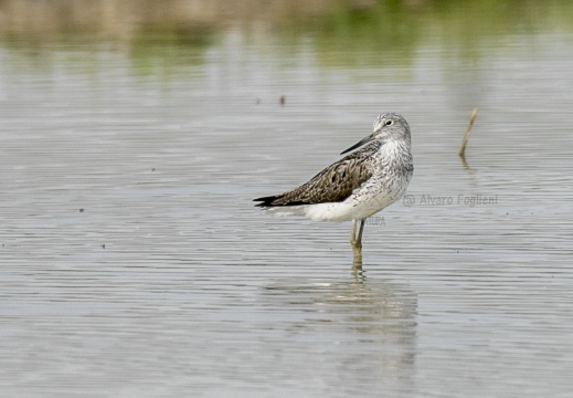 PANTANA - Greenshank, Tringa nebularia - Luogo: Risaie pavesi (PV)