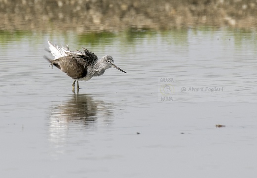 PANTANA - Greenshank, Tringa nebularia - Luogo: Risaie pavesi (PV)