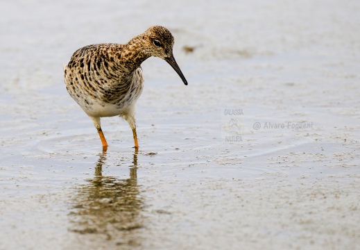 COMBATTENTE; Ruff; Philomachus pugnax