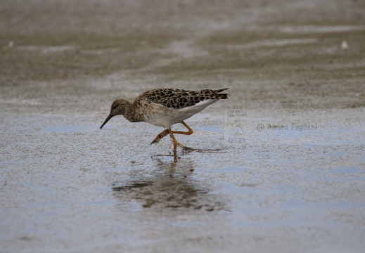 COMBATTENTE; Ruff; Philomachus pugnax