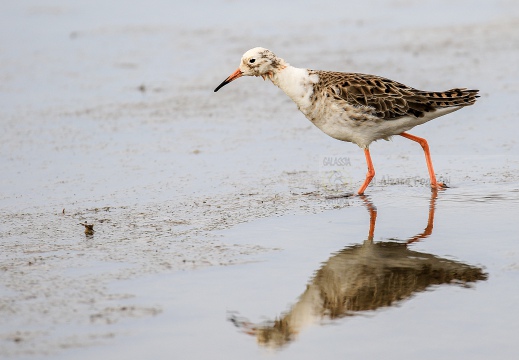 COMBATTENTE; Ruff; Philomachus pugnax [maschio satellite],