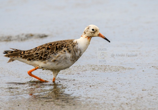 COMBATTENTE; Ruff; Philomachus pugnax [maschio satellite]
