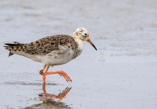 COMBATTENTE; Ruff; Philomachus pugnax [maschio satellite]