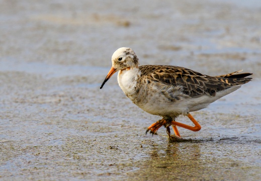 COMBATTENTE; Ruff; Philomachus pugnax [maschio satellite]