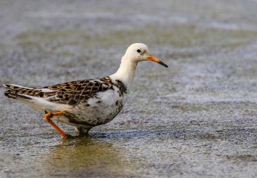 COMBATTENTE; Ruff; Philomachus pugnax [maschio satellite]