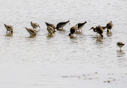 COMBATTENTE; Ruff; Philomachus pugnax