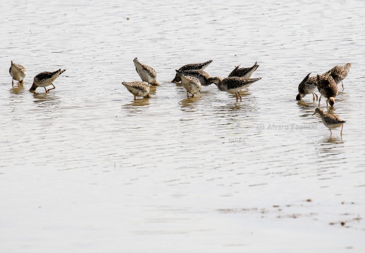 COMBATTENTE; Ruff; Philomachus pugnax