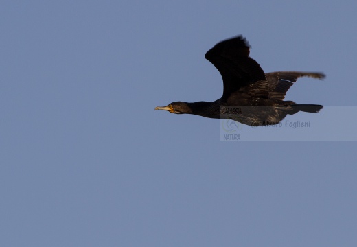 CORMORANO; Cormorant; Phalacrocorax carbo