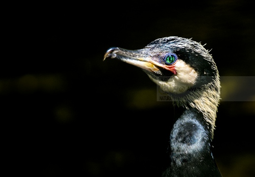 CORMORANO; Cormorant; Phalacrocorax carbo