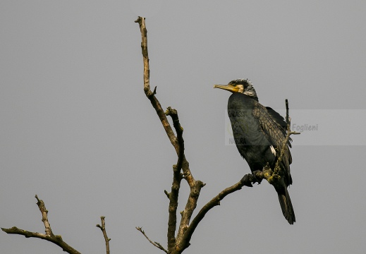 CORMORANO; Cormorant; Phalacrocorax carbo