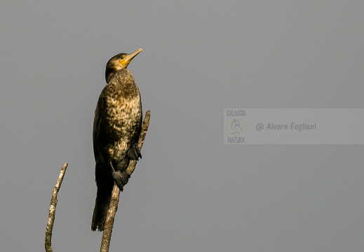 CORMORANO; Cormorant; Phalacrocorax carbo