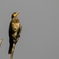 CORMORANO; Cormorant; Phalacrocorax carbo