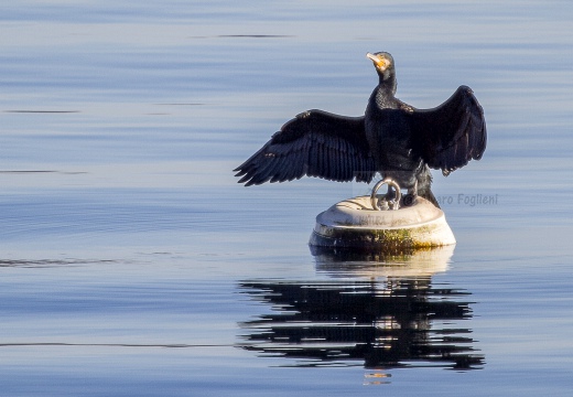 CORMORANO; Cormorant; Phalacrocorax carbo