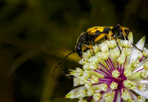 COLEOTTERO CERAMBICE; Longhorn beetle; Leptura quadrifasciata