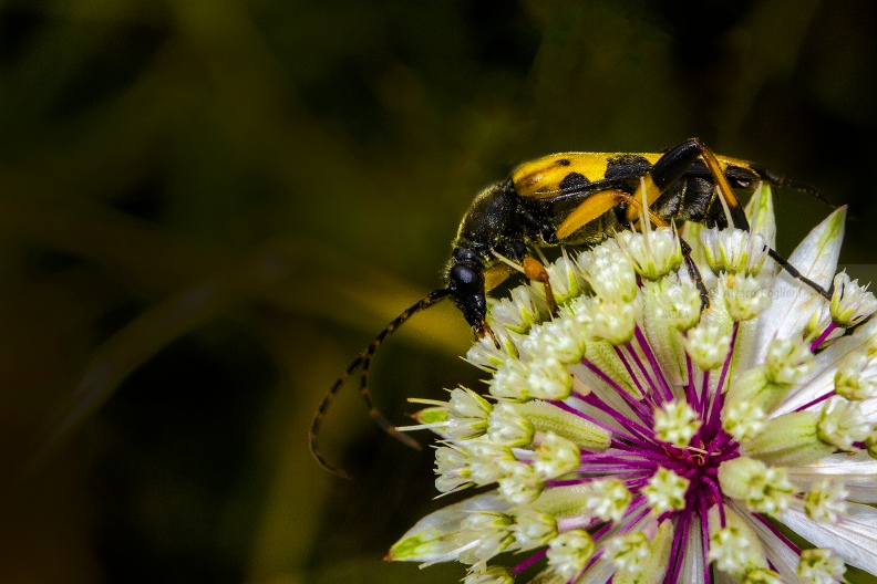 COLEOTTERO CERAMBICE; Longhorn beetle; Leptura quadrifasciata