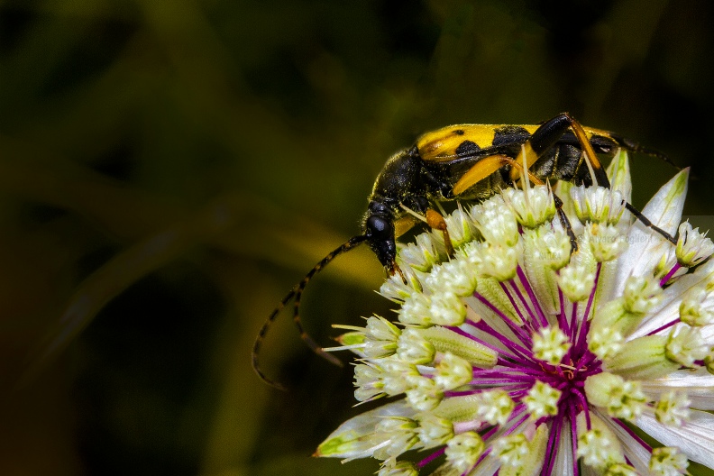 Leptura quadrifasciata  20180724_1095.jpg