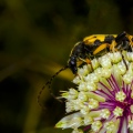 COLEOTTERO CERAMBICE; Longhorn beetle; Leptura quadrifasciata