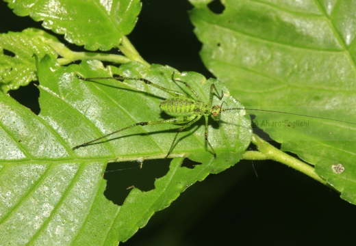 LETTOFIE PUNTATEGGIATA; Speckled bush-cricket; Leptophyes punctatissima