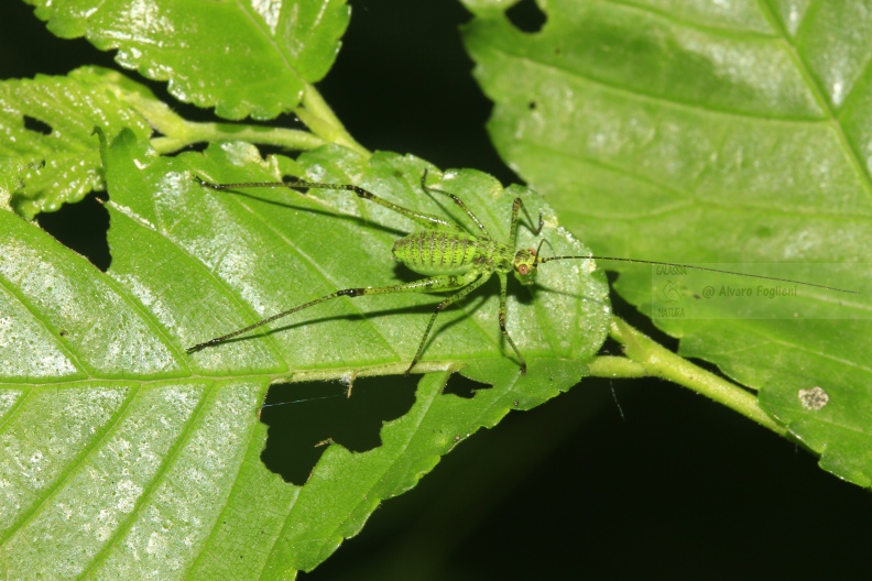 LETTOFIE PUNTATEGGIATA; Speckled bush-cricket; Leptophyes punctatissima