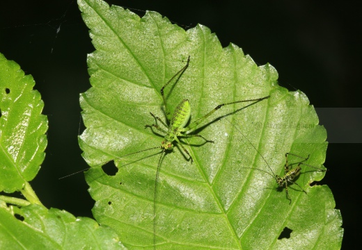 LETTOFIE PUNTATEGGIATA; Speckled bush-cricket; Leptophyes punctatissima