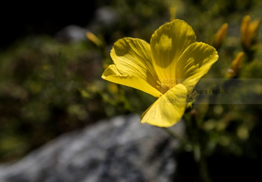 Lino giallo - Valle del Lys (AO)