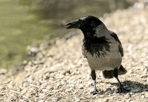 CORNACCHIA GRIGIA; Hooded Crow; Corvus corone cornix 