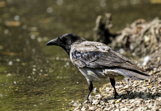 CORNACCHIA GRIGIA; Hooded Crow; Corvus corone cornix