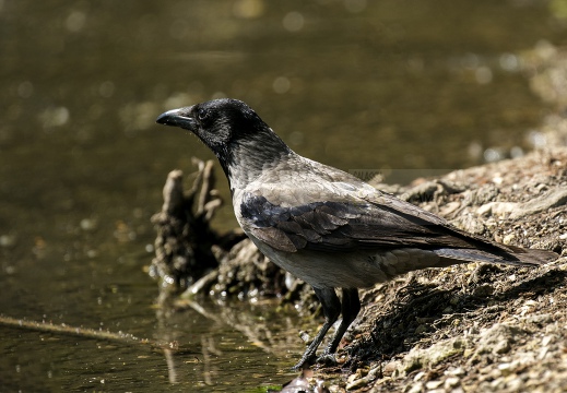 CORNACCHIA GRIGIA; Hooded Crow; Corvus corone cornix