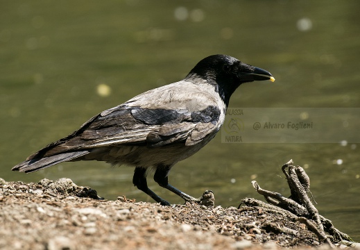 CORNACCHIA GRIGIA; Hooded Crow; Corvus corone cornix