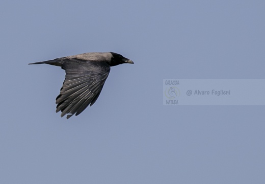 CORNACCHIA GRIGIA; Hooded Crow; Corvus corone cornix