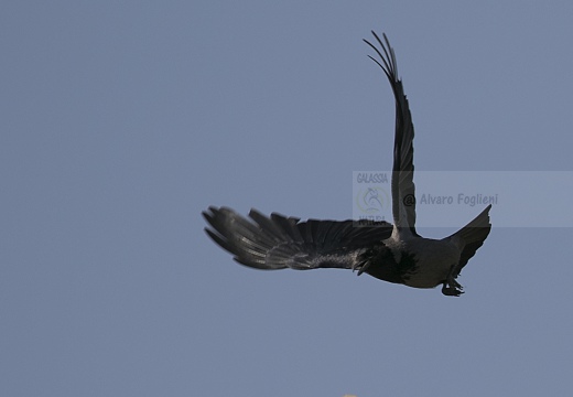 CORNACCHIA GRIGIA; Hooded Crow; Corvus corone cornix