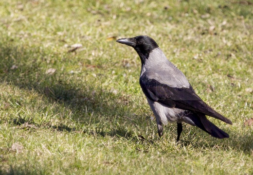 CORNACCHIA GRIGIA; Hooded Crow; Corvus corone cornix