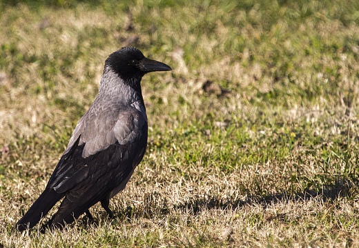 CORNACCHIA GRIGIA; Hooded Crow; Corvus corone cornix