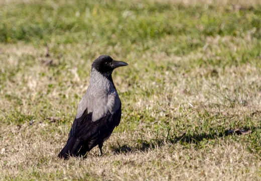 CORNACCHIA GRIGIA; Hooded Crow; Corvus corone cornix