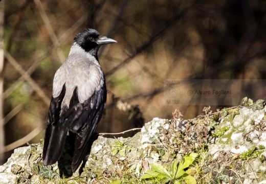 CORNACCHIA GRIGIA; Hooded Crow; Corvus corone cornix